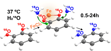 Graphical abstract: Transition metal cations catalyze 16O/18O exchange of catechol motifs with H218O