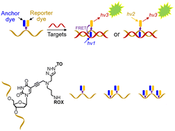 Graphical abstract: A new phosphoramidite enables orthogonal double labelling to form combination oligonucleotide probes