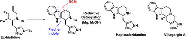 Graphical abstract: Total synthesis of haploscleridamine, villagorgin A and an approach towards lissoclin C