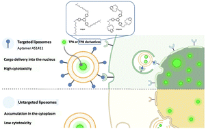 Graphical abstract: Development of potent tripodal G-quadruplex DNA binders and their efficient delivery to cancer cells by aptamer functionalised liposomes