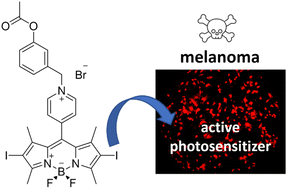 Graphical abstract: Enzyme activatable photodynamic therapy agents targeting melanoma