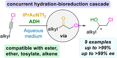 Graphical abstract: Combination of gold and redox enzyme catalysis to access valuable enantioenriched aliphatic β-chlorohydrins