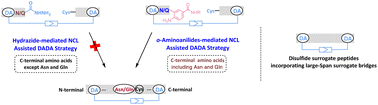 Graphical abstract: Development of an o-aminoanilide-mediated native chemical ligation-assisted DADA strategy for the synthesis of disulfide surrogate peptides