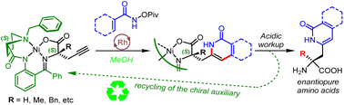 Graphical abstract: An asymmetric metal-templated route to amino acids with an isoquinolone core via a Rh(iii)-catalyzed coupling of aryl hydroxamates with chiral propargylglycine Ni(ii) complexes