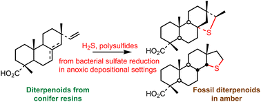 Graphical abstract: Sulfurized diterpenoids in amber as diagenetic indicators of sulfate-reducing processes in past depositional environments