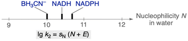 Graphical abstract: Quantification of the hydride donor abilities of NADH, NADPH, and BH3CN− in water