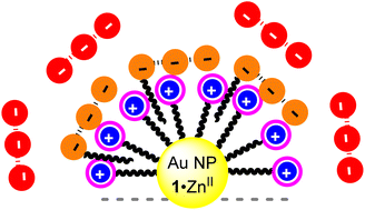 Graphical abstract: Exploiting multivalency and cooperativity of gold nanoparticles for binding phosphatidylinositol (3,4,5)-trisphosphate at sub-nanomolar concentrations