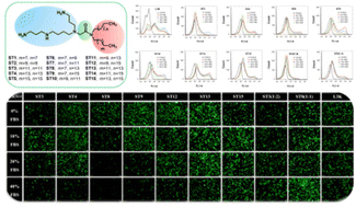 Graphical abstract: In vitro transfection efficiencies of T-shaped spermine-based cationic lipids with identical and nonidentical tails under high serum conditions