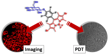 Graphical abstract: Bromo- and glycosyl-substituted BODIPYs for application in photodynamic therapy and imaging