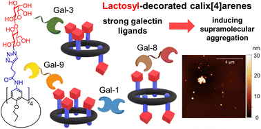 Graphical abstract: Glycocalix[4]arenes and their affinity to a library of galectins: the linker matters