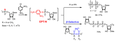 Graphical abstract: Synthesis of nucleoside oligophosphates by electrophilic activation of phosphorothioate