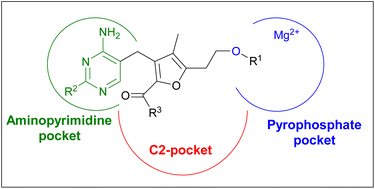 Graphical abstract: Furan-based inhibitors of pyruvate dehydrogenase: SAR study, biochemical evaluation and computational analysis