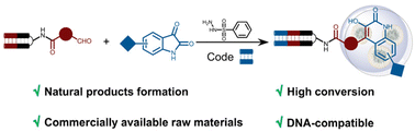 Graphical abstract: Incorporation of viridicatin alkaloid-like scaffolds into DNA-encoded chemical libraries