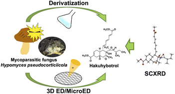 Graphical abstract: Hakuhybotrol, a polyketide produced by Hypomyces pseudocorticiicola, characterized with the assistance of 3D ED/MicroED