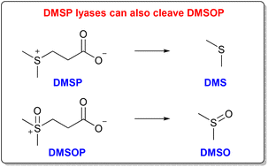 Graphical abstract: Discovery of dimethylsulfoxonium propionate lyases – a missing enzyme relevant to the global sulfur cycle