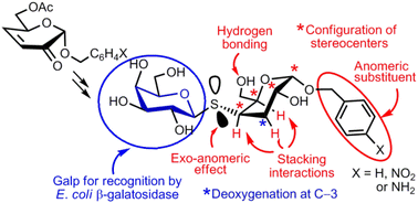 Graphical abstract: Synthesis of thiodisaccharides related to 4-thiolactose. Specific structural modifications increase the inhibitory activity against E. coli β-galactosidase