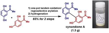 Graphical abstract: Short and scalable synthesis of cynandione A