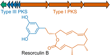 Graphical abstract: Resorculins: hybrid polyketide macrolides from Streptomyces sp. MST-91080