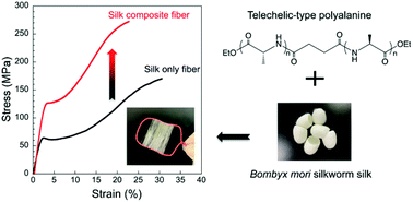 Graphical abstract: A silk composite fiber reinforced by telechelic-type polyalanine and its strengthening mechanism