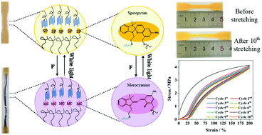 Graphical abstract: Design and synthesis of mechanochromic poly(ether-ester-urethane) elastomer with high toughness and resilience mediated by crystalline domains