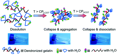 Graphical abstract: LCST and UCST-type thermoresponsive behavior in dendronized gelatins