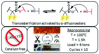Graphical abstract: Catalyst-free transesterification vitrimers: activation via α-difluoroesters