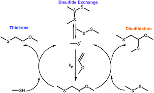 Graphical abstract: Radical-disulfide exchange in thiol–ene–disulfidation polymerizations