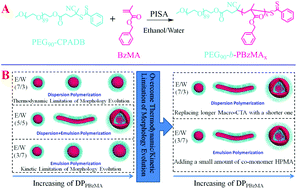 Graphical abstract: Influence of solvent on the RAFT-mediated polymerization of benzyl methacrylate (BzMA) and how to overcome the thermodynamic/kinetic limitation of morphology evolution during polymerization-induced self-assembly