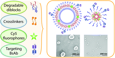 Graphical abstract: Development of targeted micelles and polymersomes prepared from degradable RAFT-based diblock copolymers and their potential role as nanocarriers for chemotherapeutics