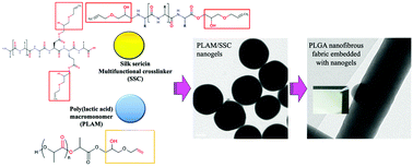 Graphical abstract: Bio-derived and biocompatible poly(lactic acid)/silk sericin nanogels and their incorporation within poly(lactide-co-glycolide) electrospun nanofibers