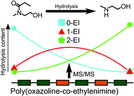 Graphical abstract: Stochasticity of poly(2-oxazoline) oligomer hydrolysis determined by tandem mass spectrometry