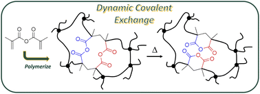 Graphical abstract: Dynamic covalent exchange induced cyclization in poly(methacrylic anhydride)