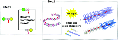 Graphical abstract: Synthesis of discrete bottlebrush polymers via the iterative convergent growth technique and post-functionalization