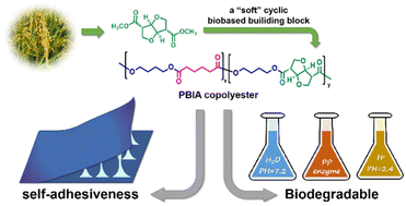 Graphical abstract: Biodegradable copolyesters based on a “soft” isohexide building block with tunable viscoelasticity and self-adhesiveness