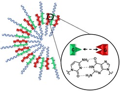 Graphical abstract: Synthesis and self-assembly of cytidine- and guanosine-based copolymers