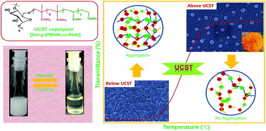 Graphical abstract: The UCST phase transition of a dextran based copolymer in aqueous media with tunable thermoresponsive behavior