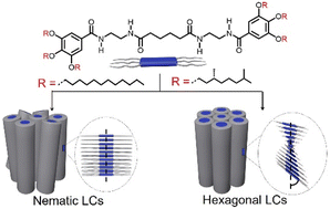 Graphical abstract: Hierarchical lyotropic liquid crystalline behaviors of supramolecular polymers influenced by alkyl chain branching