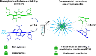 Graphical abstract: Supramolecular co-assembly of water-soluble nucleobase-containing copolymers: bioinspired synthetic platforms towards new biomimetic materials