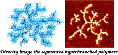 Graphical abstract: Synthesis and visualization of bottlebrush-shaped segmented hyperbranched polymers