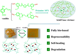 Graphical abstract: A fully bio-based Schiff base vitrimer with self-healing ability at room temperature