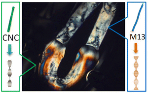 Graphical abstract: Multicomponent chiral hydrogel fibers with block configurations based on the chiral liquid crystals of cellulose nanocrystals and M13 bacteriophages