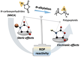 Graphical abstract: Effect of N-alkylation in N-carboxyanhydride (NCA) ring-opening polymerization kinetics