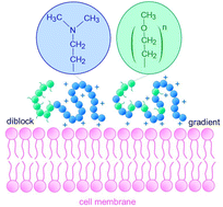 Graphical abstract: How does the polymer architecture and position of cationic charges affect cell viability?