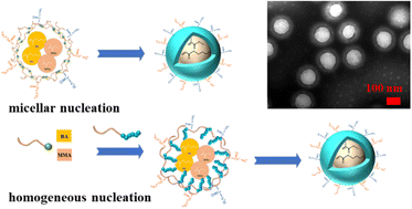 Graphical abstract: Preparation of core–shell nanoparticles via emulsion polymerization induced self-assembly using a maleamic acid-α-methyl styrene copolymer as a macro-initisurf