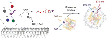 Graphical abstract: Fluorescence enables high throughput screening of polyelectrolyte–protein binding affinities