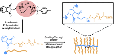 Graphical abstract: Synthesis of bottlebrush polymers based on poly(N-sulfonyl aziridine) macromonomers