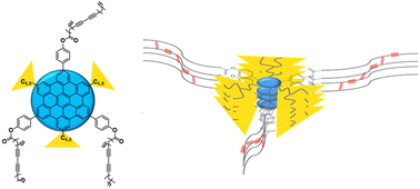 Graphical abstract: Hexa-peri-hexabenzocoronene derivatives carrying dovetailed alkyl and diacetylenic side chains: a synthesis, characterization, and polymerization study