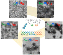 Graphical abstract: Morphological evolution of poly(glycerol monomethacrylate)-stat-glycine–phenylalanine–phenylalanine–methacrylamide-b-poly(2-hydroxypropylmethacrylate) (P(GMA-stat-(MAm-GFF))-b-PHPMA) block copolymer nano-objects via polymerization-induced self-assembly