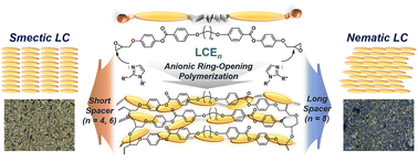 Graphical abstract: Phase-controllable topochemical polymerization of liquid crystalline epoxy according to spacer length