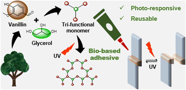 Graphical abstract: Photo-responsive lignin fragment-based polymers as switchable adhesives